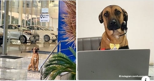 Streunender Hund, der immer wieder ein Autohaus besucht, wird vom Personal adoptiert und erhält einen Job